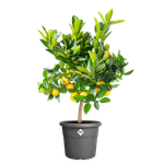 algarve cilindro 35cm anthracite